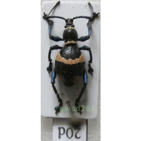 Calidiopsis speciosa Heller, 1913 female Philippines20d